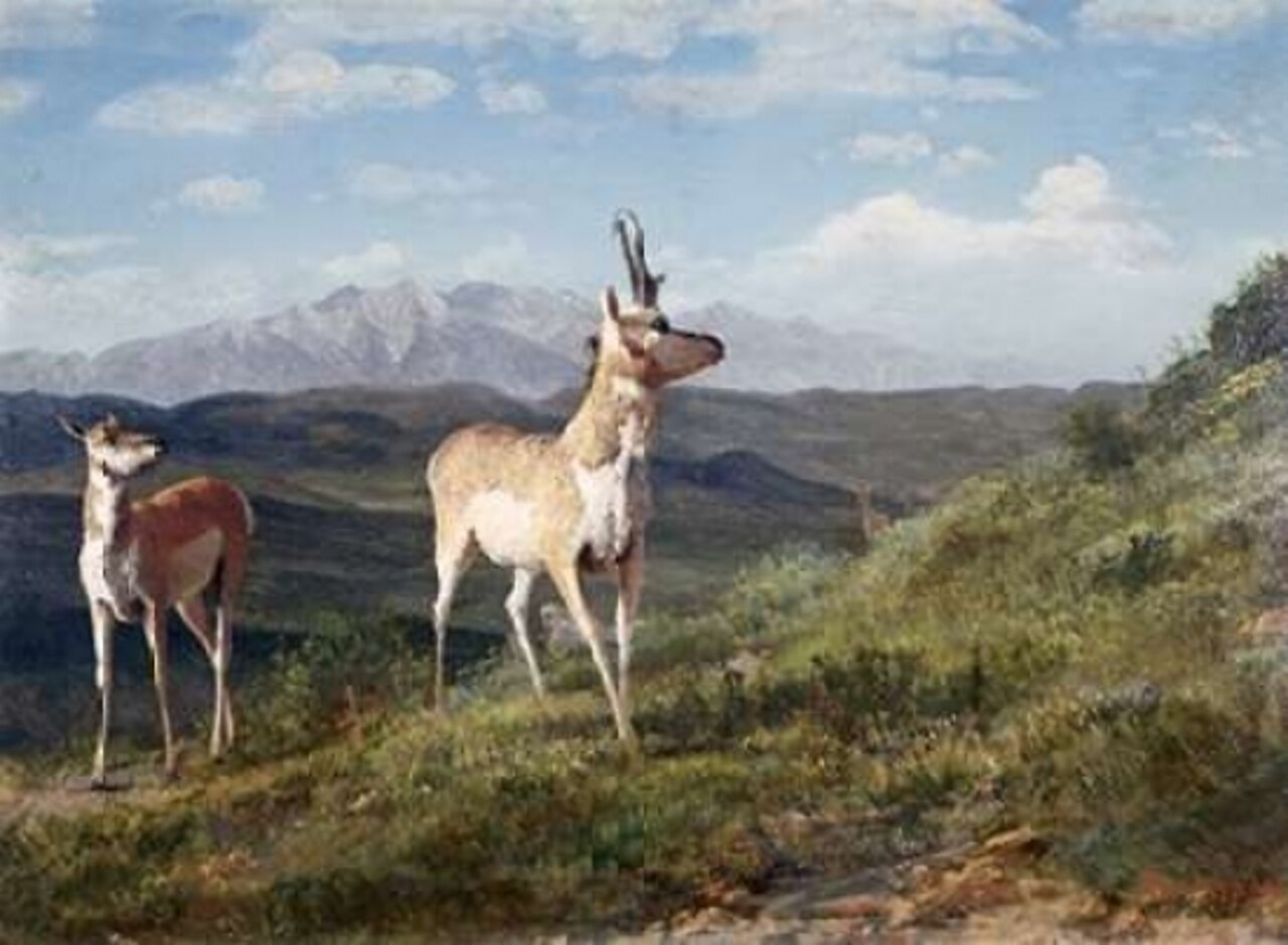 Antelope Poster Print by Albert Bierstadt - Item # VARPDX276735